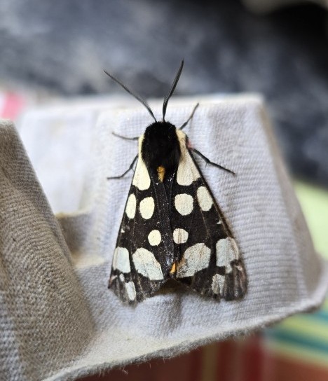 Photo of Cream-spot Tiger (Arctia villica)